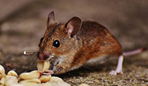 electromagnetic-and-ultrasonic-pest-repellents Experts in New Brunswick